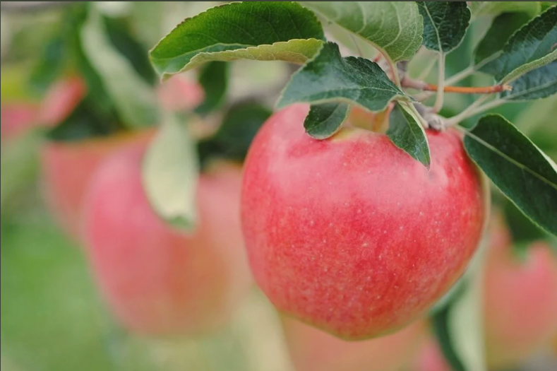 A ripe Ambrosia apple on the branch