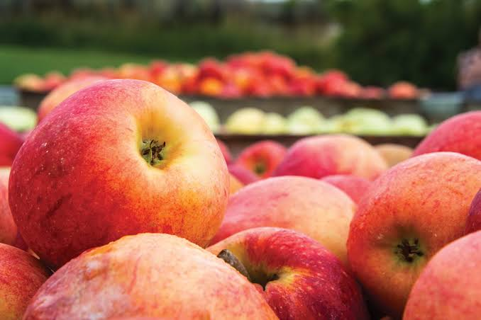 Freshly picked apples in orchard crates