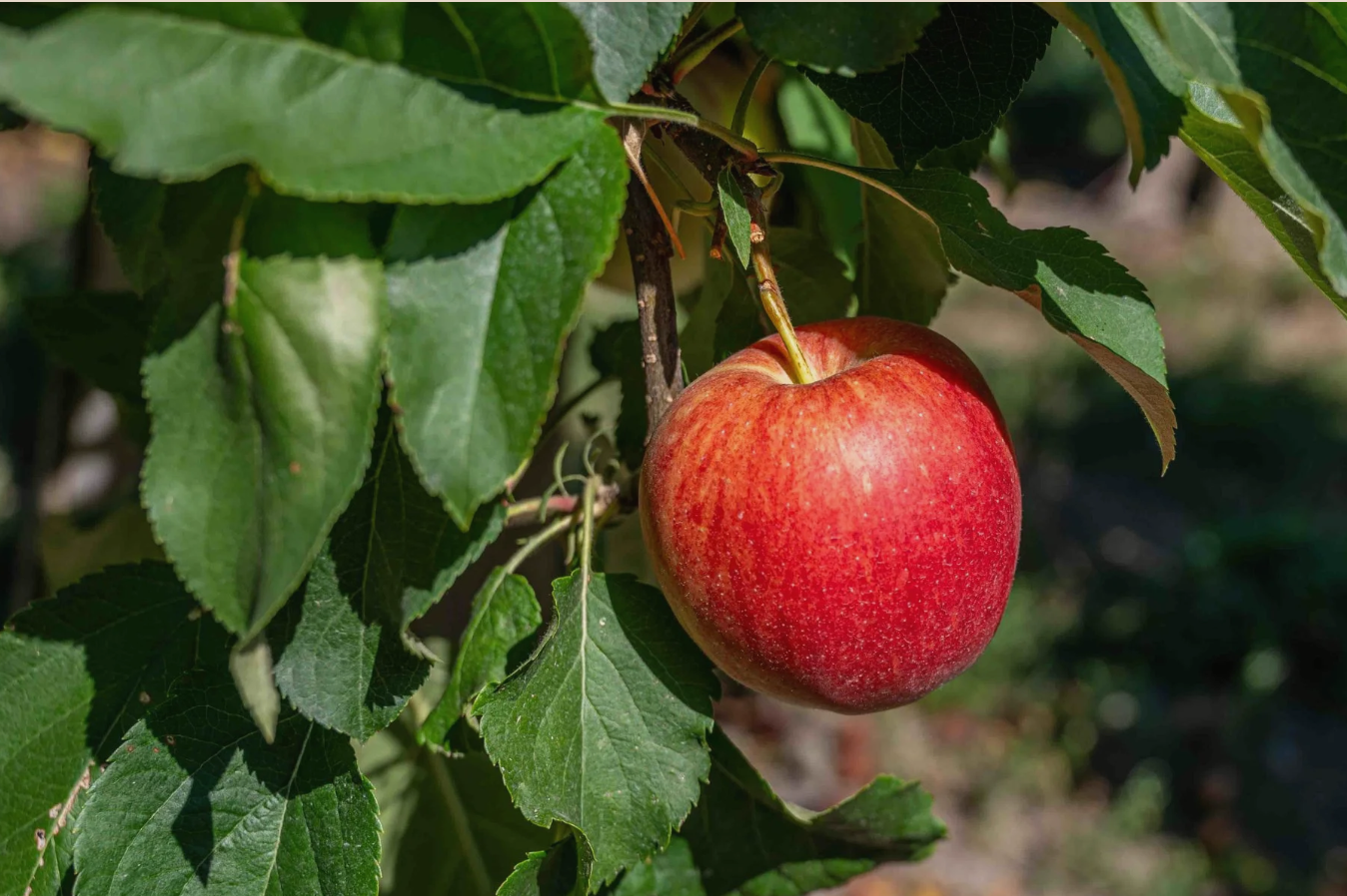 A ripe Gala apple on the branch